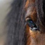 HORSE: верхом на покерной «лошади»